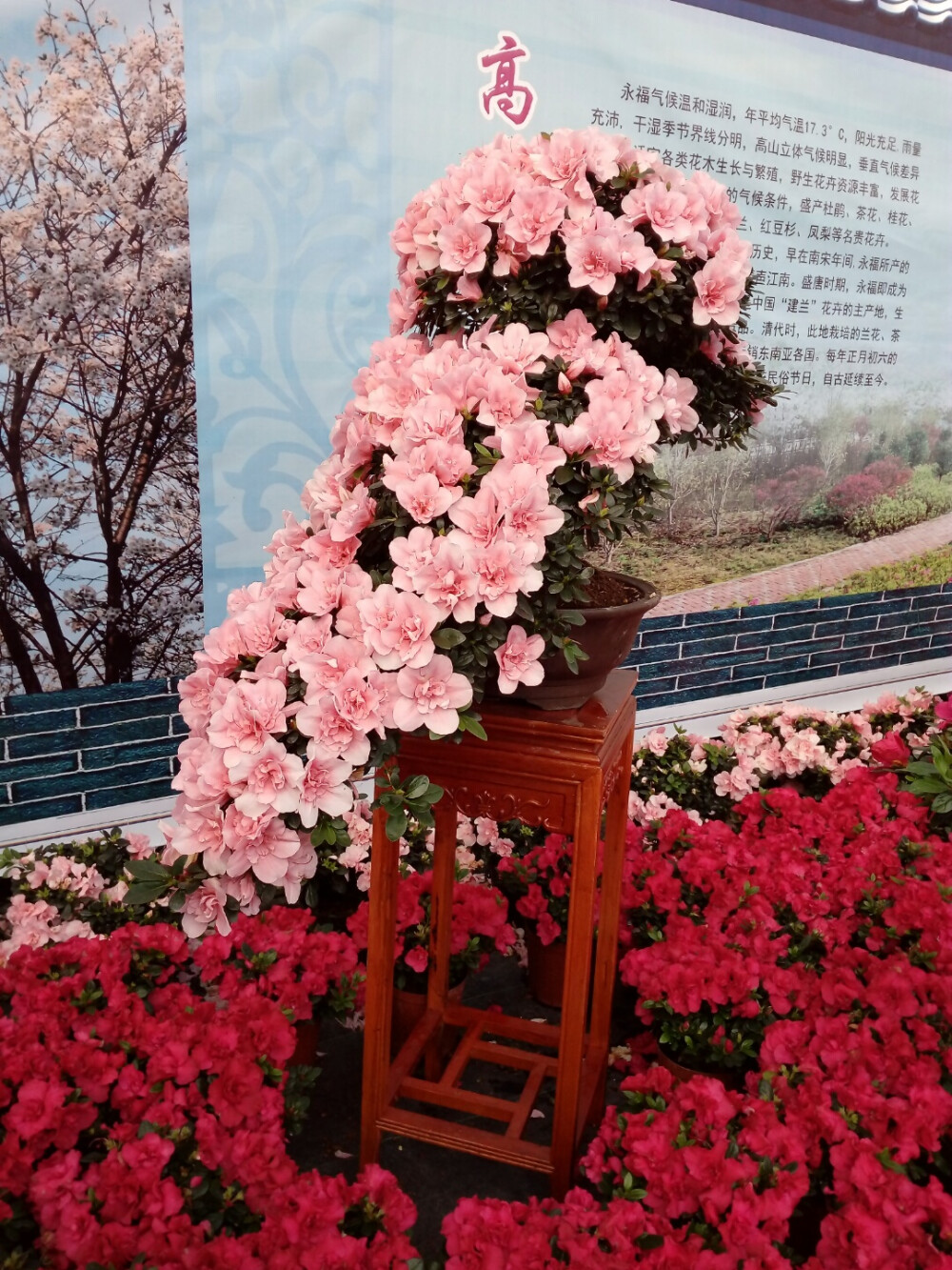 满满映山红❤
坐标/华夏杜鹃第一村