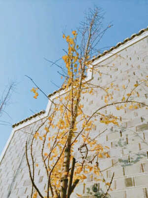 金黄的叶子打着转儿的飘落下来