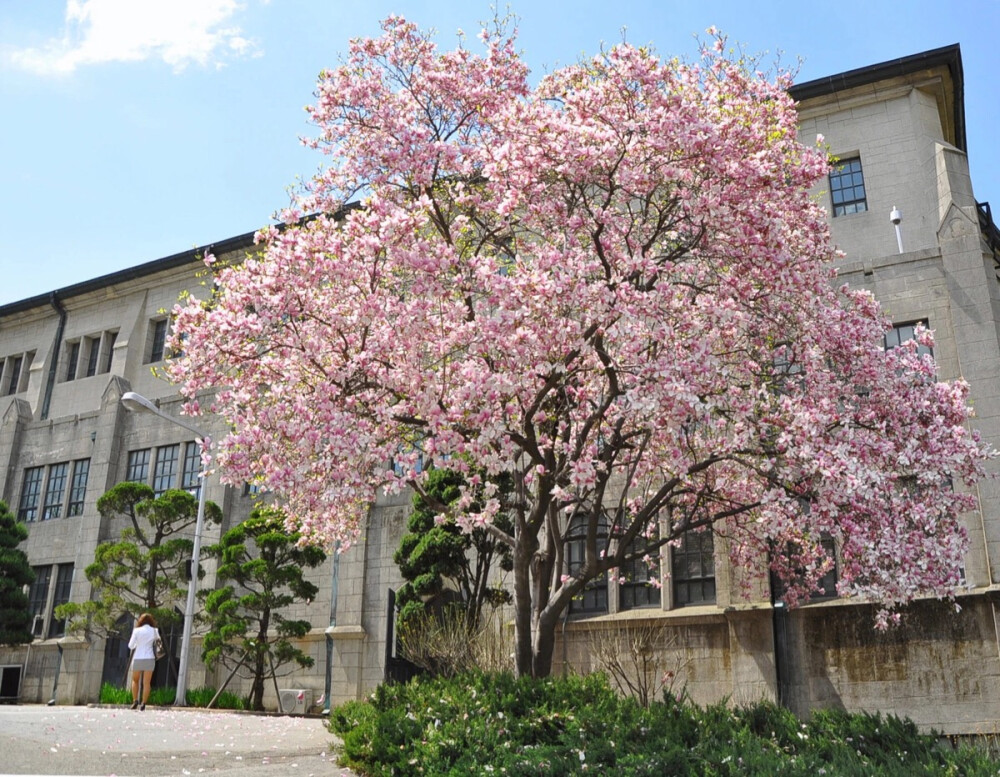 韩国首尔梨花女子大学이화여자대학교 ECC (Ewha Womans University