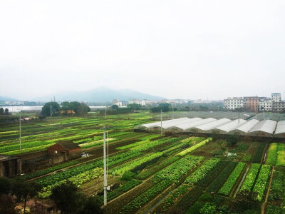 希望 田野 空旷 绿色 