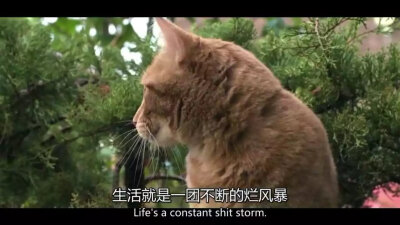 电影 台词 流浪猫鲍勃