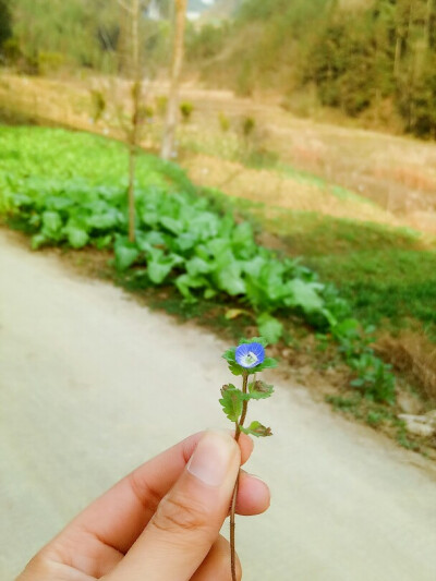 乡野小花