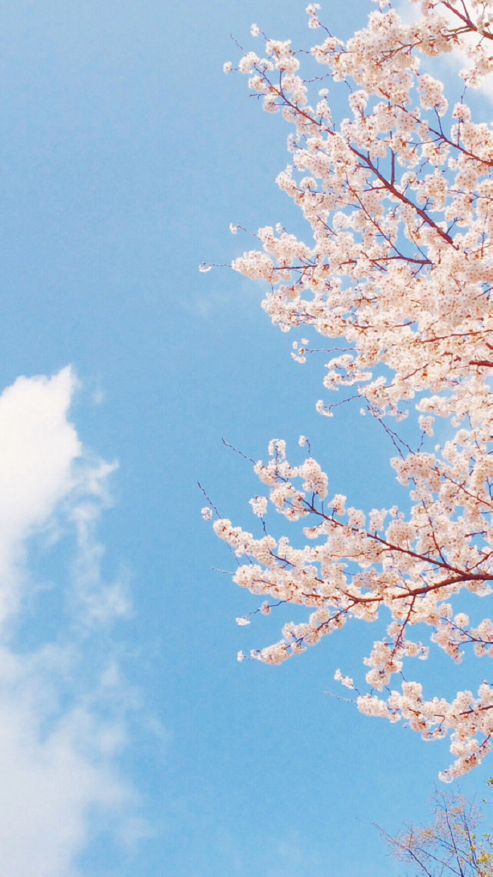 樱花 蓝天 壁纸 风景