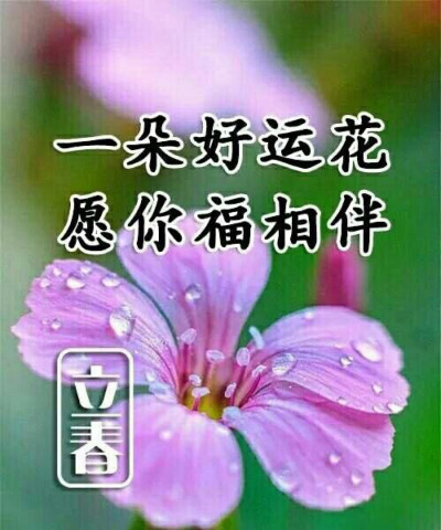 新年快乐 花开富贵
立春