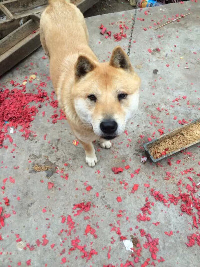 中华田园犬之老黄