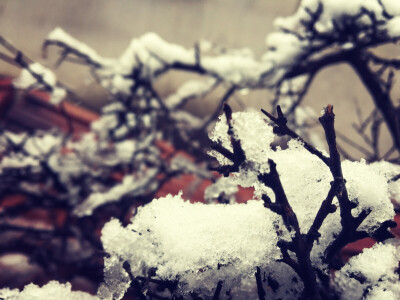 姥姥娘鸡窝屋顶的雪，在柴火上，雪都有了形状