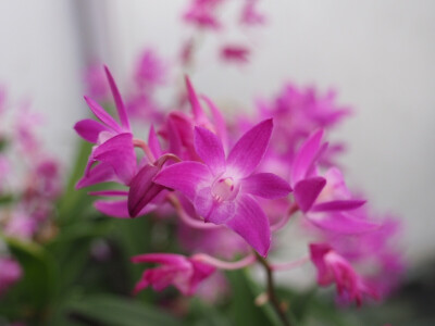 花的姿态