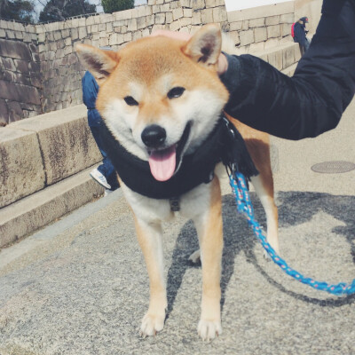 日本秋田