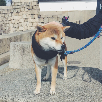 日本秋田