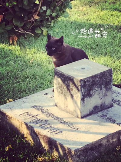 波斯猫眯着它的双眼