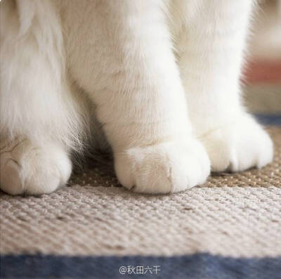 猫爪