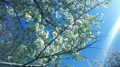 遥想枝头盛景，忽觉春日已到。