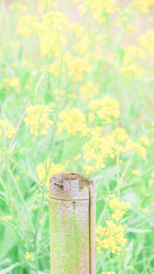 花开了，相爱吧♥