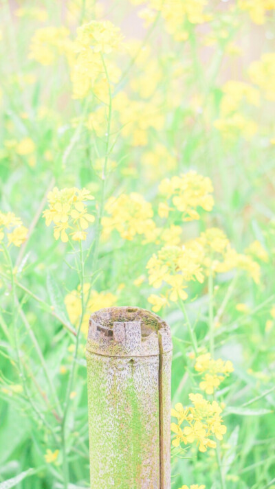 花开了，相爱吧♥