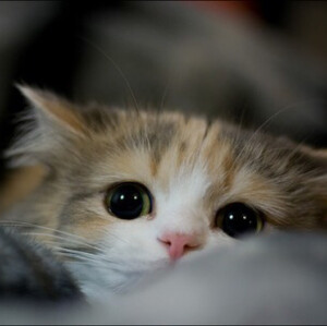 猫夏
                                           7⃣