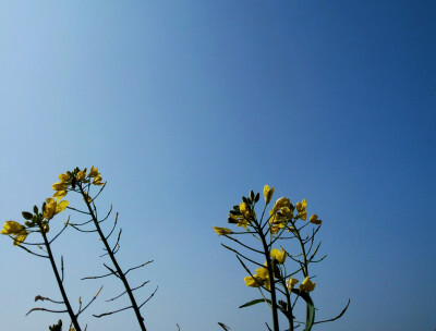 除夕蓝 微博@削削梨