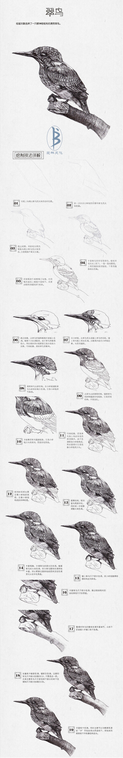 本案例摘自人民邮电出版社出版、爱林文化主编的《钢笔画基础教程》——关注“爱林文化”公众号，更多美图、教程等你来！