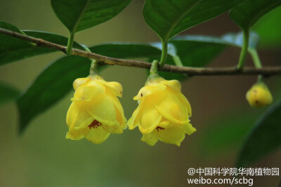 国家一级保护植物、植物界大熊猫、茶族皇后——金花茶（Camellia petelotii）开花了。山茶科（Theaceae）常绿灌木或小乔木，高约2-5m。花大，金黄色，耀眼夺目，金瓣玉蕊，腊质晶莹，似有半透明之感，点缀于光亮的绿…