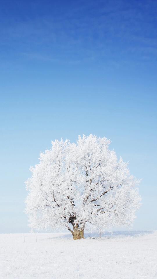 雪中树景，静止，美好