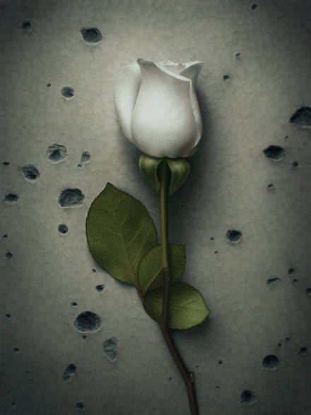 white rose