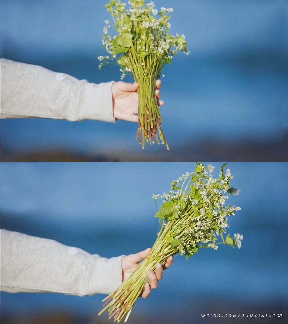 荞麦花