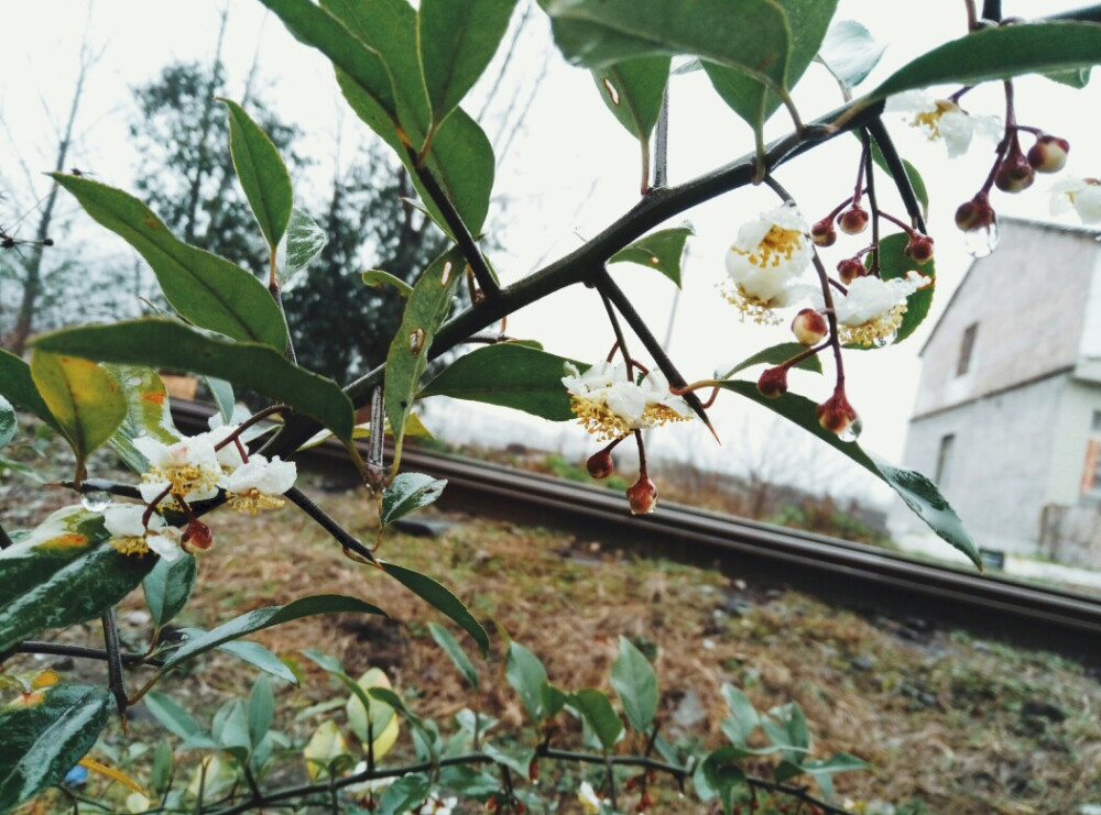 雨