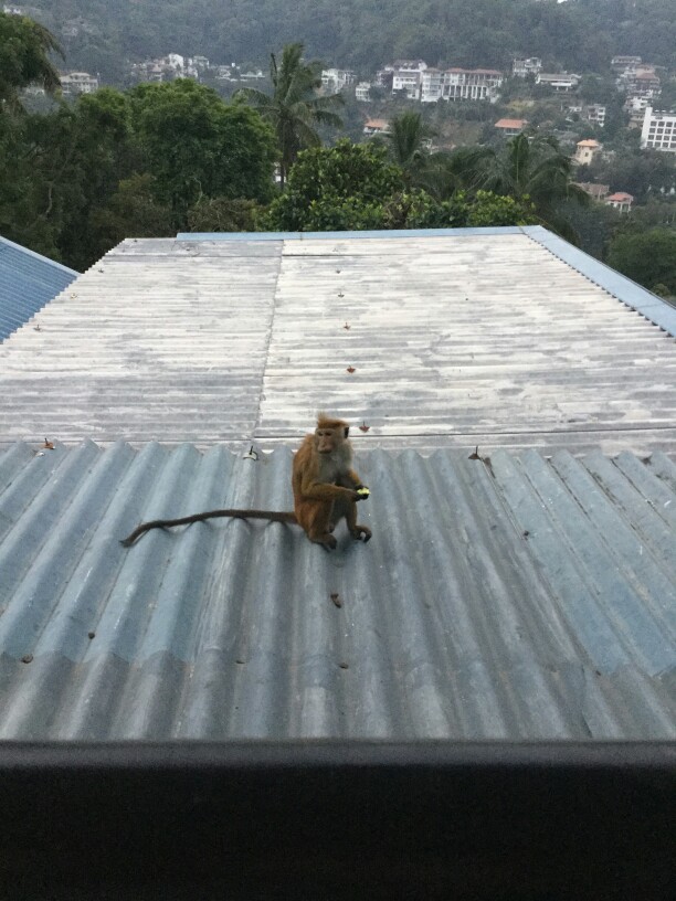 hh 在屋里就听见猴子叫结果阳台上还真有我的天 一共两只结果跑了一只