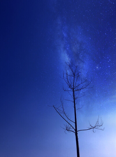 天空星空树枝壁纸蓝色