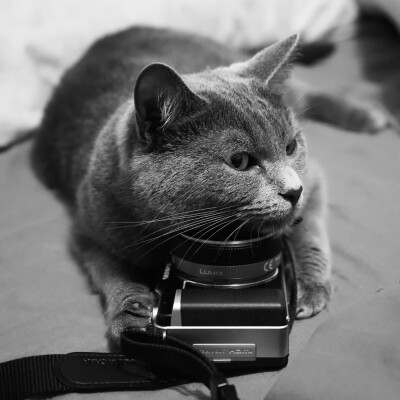 嗯哼 意境 相机 女生头像 韩国 韩头 背影 可爱 小清新 唯美 收集by:觅阳 小太阳 莫东陵