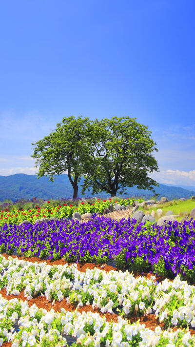 壁纸 背景图片 静物 风景 城市 乡村 鲜花 花瓶 天空 灯火 建筑物 河流 白云 水果 雪 房子 群山 绿树 大海 小道 食物 茶杯