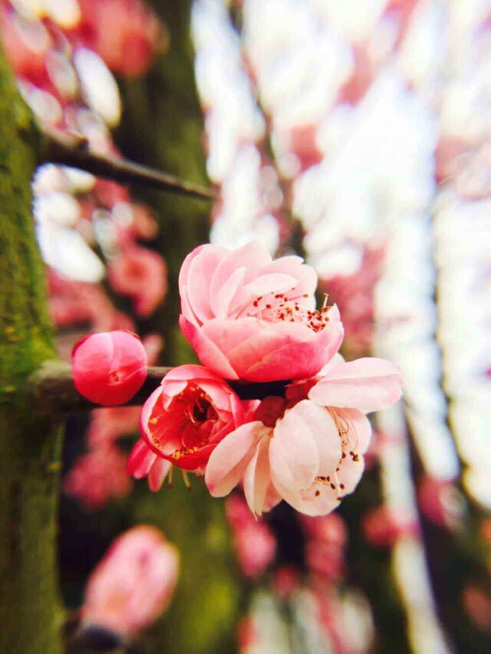 微距桃花