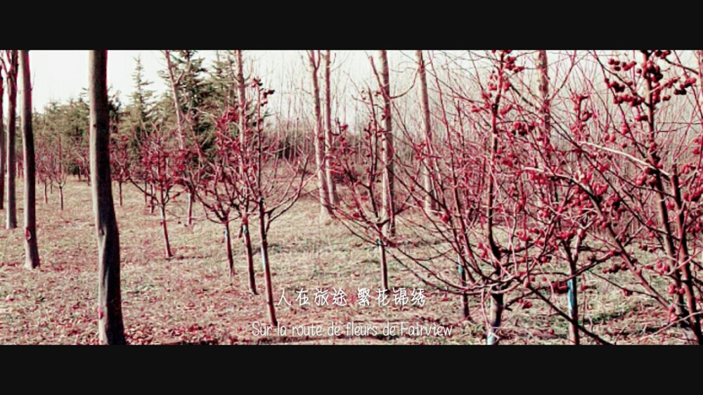 人在旅途 繁花锦绣