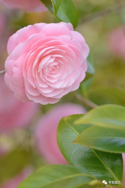 山茶花，拉丁学名：Camellia japonica，又名山茶花，是山茶科山茶属多种植物和园艺品种的通称。茶花的花期较长，从10月份到翌年5月份都有开放，盛花期通常在1-3月份。