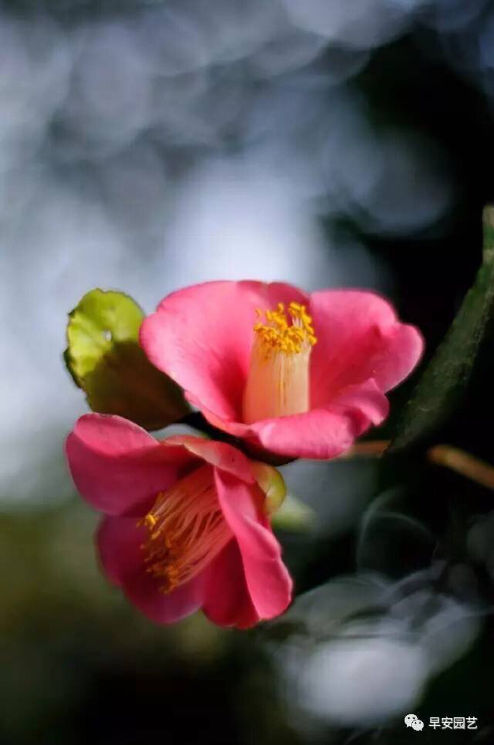 茶花的花瓣为碗形，分单瓣或重瓣，单瓣茶花多为原始花种，重瓣茶花的花瓣可多达60片。茶花有不同程度的红、紫、白、黄各色花种，甚至还有彩色斑纹茶花，而花枝最高可以达到4米。