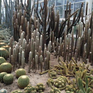 万石植物园的特色之二 沙生植物区 就像真的在沙漠地区一样