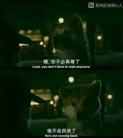 不必再等了，忠犬八公