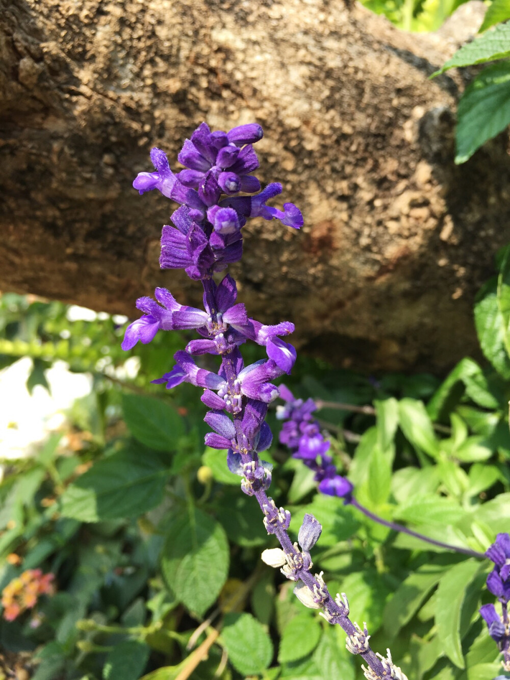 蓝花鼠尾草