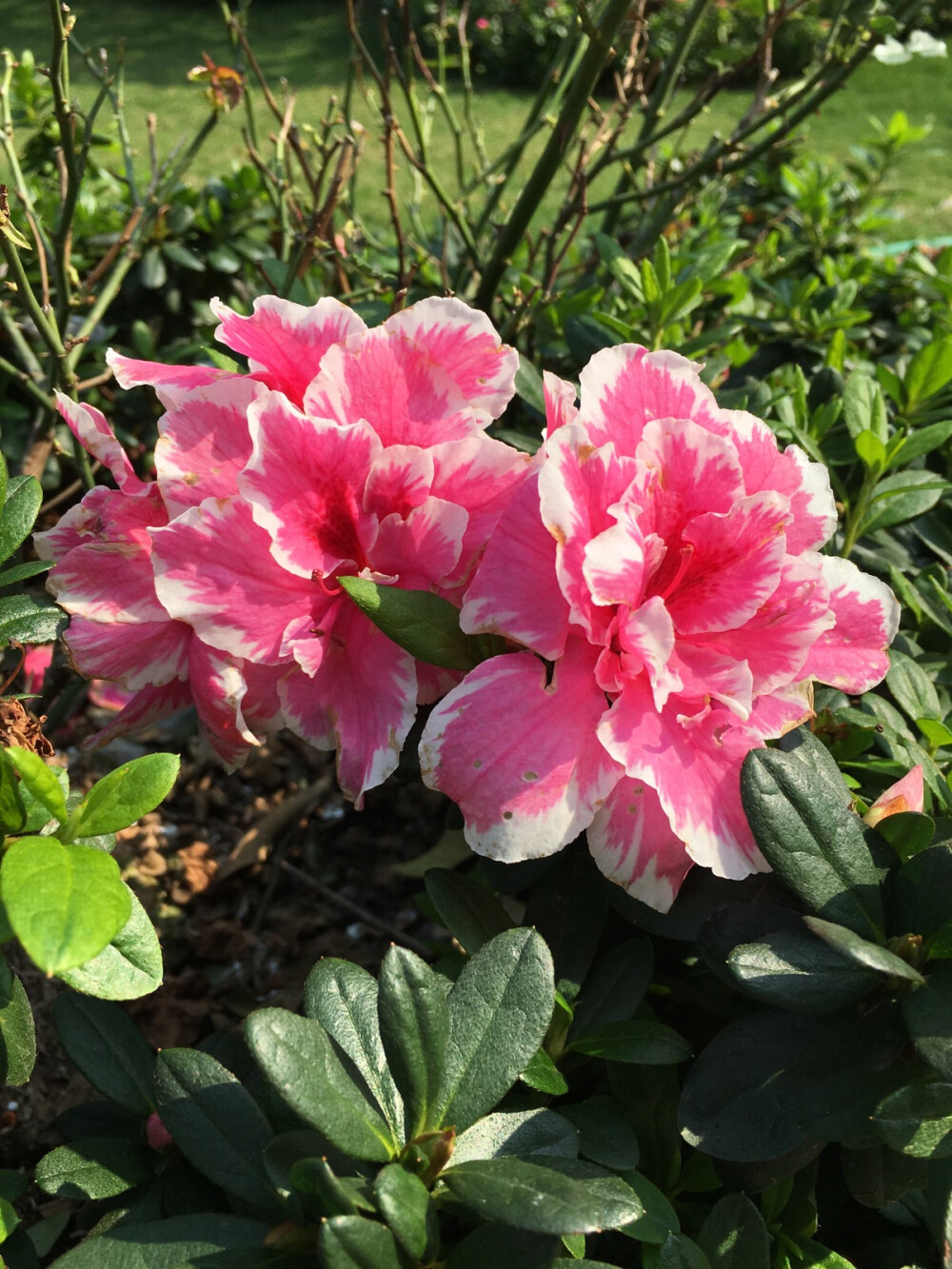 皋月杜鹃 - 堆糖,美图壁纸兴趣社区