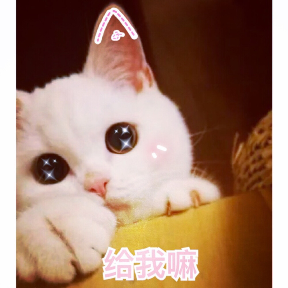 猫咪表情可爱表情软妹表情喵星人汪星人表情包可爱萌by含含不睡觉
