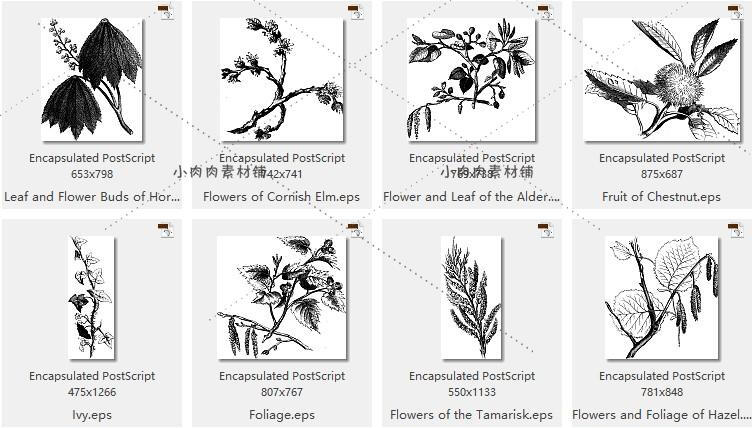 黑白手绘线稿图复古植物树叶种子包装印刷AI矢量设计素材AI194