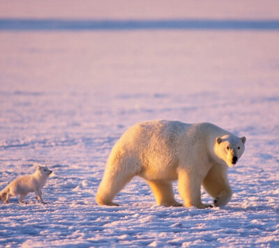 小北极熊：“妈妈，等等我啊。”
母北极熊：“腿那么短。也不知道随谁。‘
？！！！