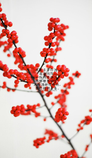 #给张起灵的九十九句情话#我不曾为谁执笔挥墨，却甘愿为你倾尽满腔热血，字句斟酌。60.  我酿年华作酒，邀汝同饮。一杯相思如豆，两杯酣然如梦，三杯酒醉情难诉，数你朝朝暮暮。 文/清栈辰，图@绣魅玉妖【绣魅玉妖出品，Fleeting time】二次元 动漫场景 手机壁纸 竖屏壁纸 星空壁纸 手写壁纸 自制壁纸 英文壁纸 古风壁纸 原创壁纸）