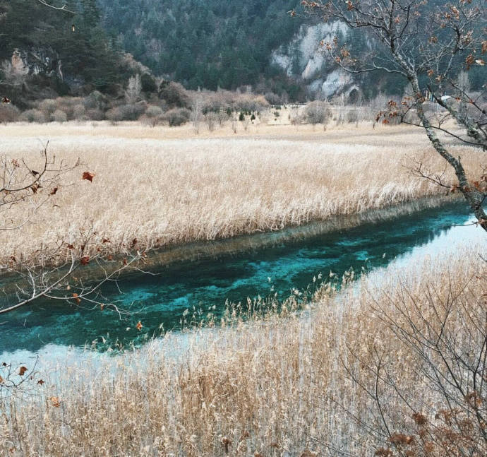 九寨沟的芦苇海