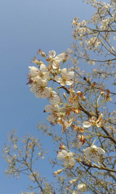 山楂花呀。