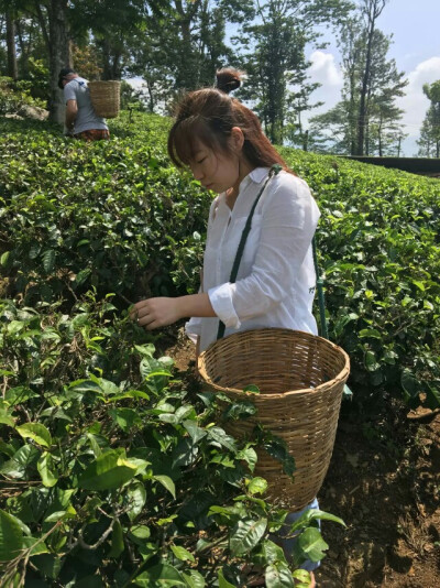 唉 也不是很想放我的图吧但是吧去了趟茶山 