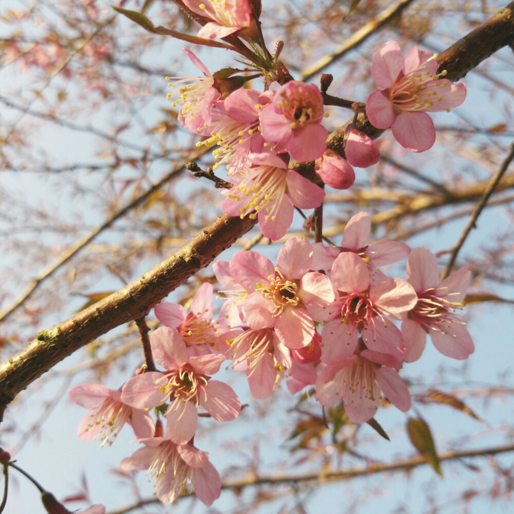 樱花