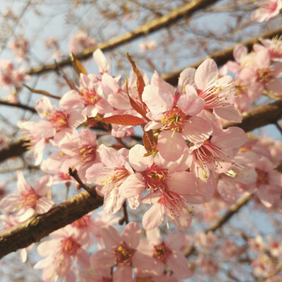 樱花