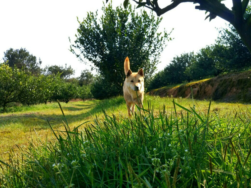 中华田园犬，小土狗，福嘟嘟。