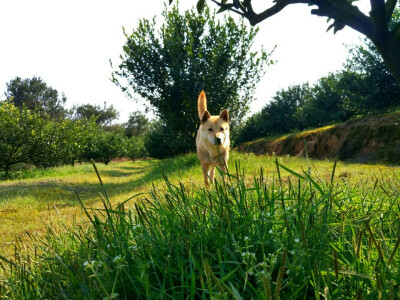 中华田园犬，小土狗，福嘟嘟。