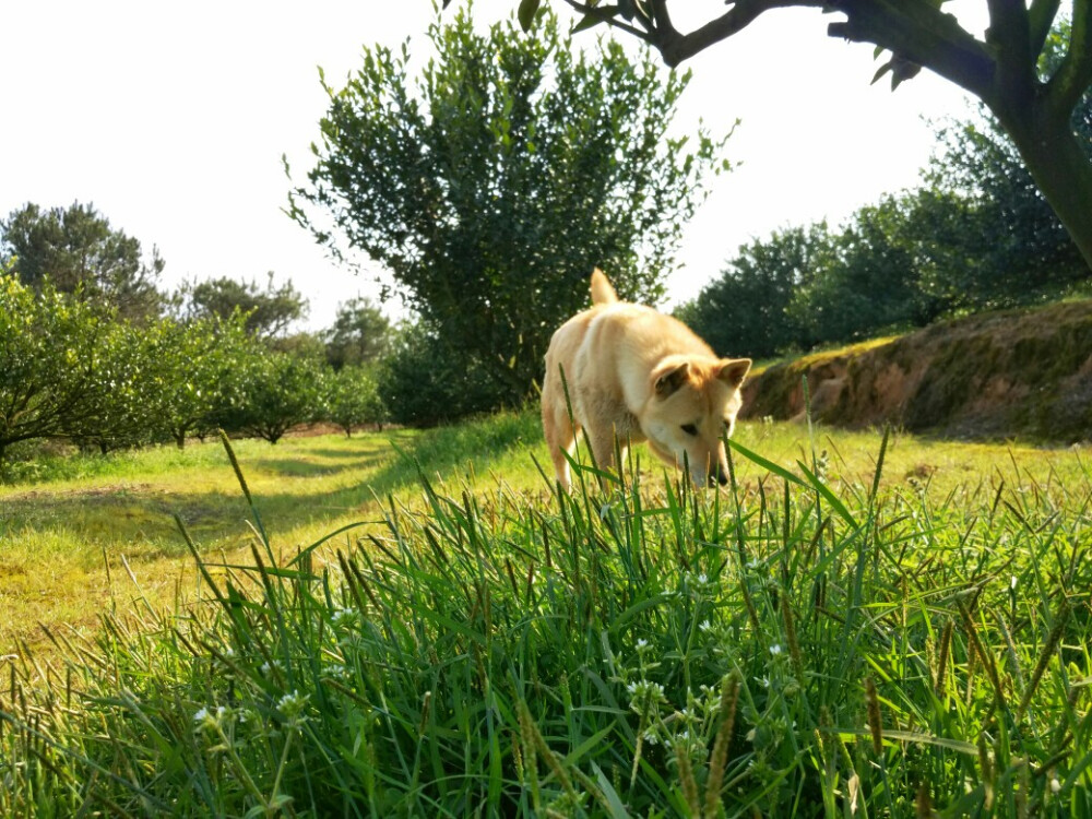 中华田园犬，小土狗，福嘟嘟。